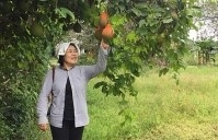 mayu inno japanese friend helps ben tre to implement organic agriculture model